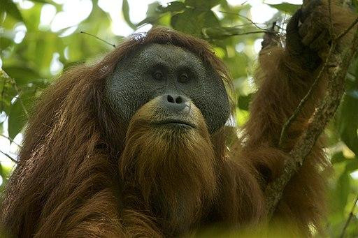 Tentative existence: The Tapanuli species is considered one of the rarest great apes in the world, with the less-than 800 remaining apes located in the region of Batang Toru, North Sumatra, south of Lake Toba.