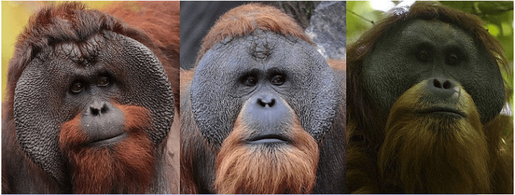 Pictured are male orangutans of each species, the (left to right) Bornean (Pongo pygmaeus), Sumatran (Pongo abelii) and Tapanuli (Pongo tapanuliensis). All species have been declared critically endangered by the International Union for Conservation of Nature (IUCN).