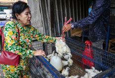 A woman buys chickens at a market in Phnom Penh on Feb. 24, 2023. 