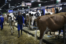 Indonesia pauses Australian cattle imports after cows found with lumpy skin disease