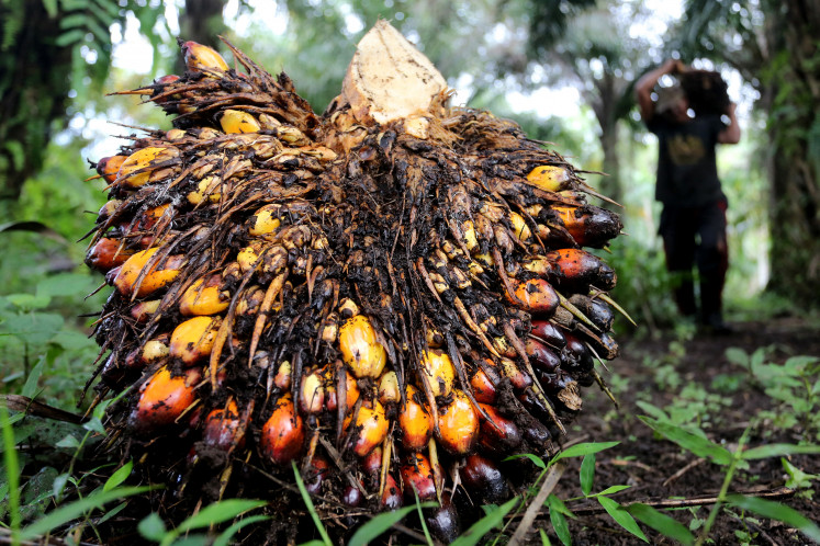 A worker harvests oil palm fruit in Pucok Lueng, West Aceh regency, Aceh, on Feb. 4, 2023. 