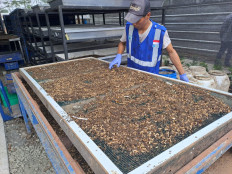 A worker inspects maggots at Waste4Change's Bekasi material recovery facility (MRF) on Mar. 8, 2023.