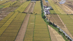 Two million tonne rice import plan puts govt on tightrope