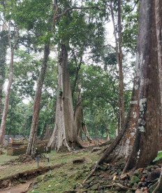 “A reminder of our greatness”: revitalizing Muaro Jambi, Indonesia’s oldest university