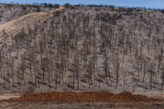 Spain mulls options as wildfires gain in size, intensity