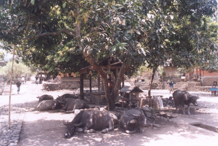 Buffaloes of Tenganan Pegringsingan customary village.
