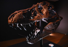 Those protruding T Rex teeth? They were covered by lips: study