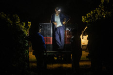 Workers carrie grapes during harvest at Bouza winery in Melilla, Uruguay on March 13, 2023. More than 10,000 km from its origins in France, a red grape with a reputation for harshness produced an “unlikely“ hit that thrust Uruguay onto the global wine map. In a land of gauchos and open flame grilling, the varietal found the perfect host in the mild, humid climate of South America's Atlantic coast and its carniverous inhabitants. With more seeds than other grapes, dark red Tannat is high in astringent tannins -- a dominant characteristic that gave it its name and was long considered undesirable.
