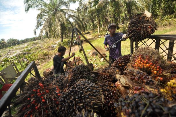 Workers load oil palm fresh fruit bunches onto a truck in March 2023 in Bengkulu, Bengkulu province.