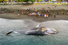 Third massive whale in a month beaches itself, dies in Bali