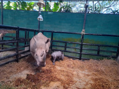 Police arrest man for selling rhino horn via social media