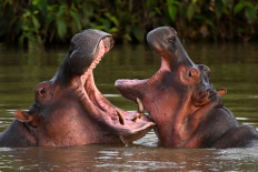 Hippos -- descendants from a small herd introduced by drug kingpin Pablo Escobar -- are seen in the wild in a lake near the Hacienda Napoles theme park in Doradal, Colombia, on April 19, 2023.