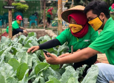 The true value of the urban-farming trend