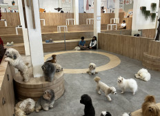 At Dogs Ministry's dog lounge, visitors can play with the in-house puppies of various breeds.