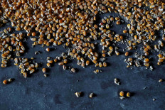 Corn sits at a grain storage in a farm, in Timar, Hungary, April 19, 2023. 