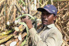 Dagdu Bhil carries sugarcanes he had just cut at a sugarcane farm in Maharashtra’s Khochi village, India. December 17, 2022. Sanket Jain/Thomson Reutes Foundation