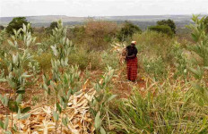 A woman works on her farm after harvesting her maize, in Kitui county, Kenya, March 17, 2021. 