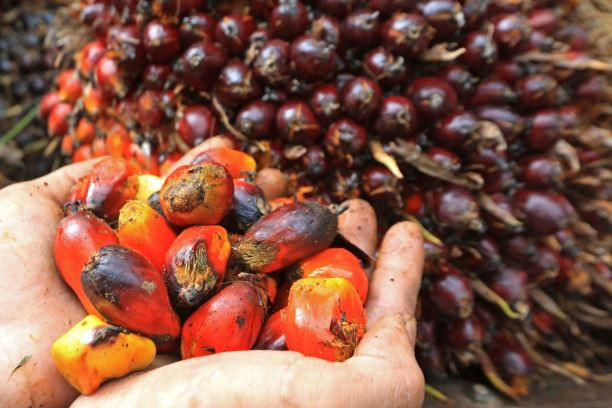 Forbidden fruit: A worker displays oil palm fruits he as harvested in a plantation in Mesuji Raya village in the South Sumatra regency of Ogan Komering Ilir on April 29, 2023. Data show Indonesia exported 2.63 million tonnes of palm oil in February of this year, down from 3.09 tonnes the previous month.

