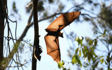 A flying fox, also known as a fruit bat, takes flight around its roost in Gympie, Australia, September 19, 2021.   