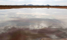 Sheep gather around a watering hole near Aberdeen in the Karoo, a semi-desert wilderness stretching across the heart of South Africa October 11, 2013.  