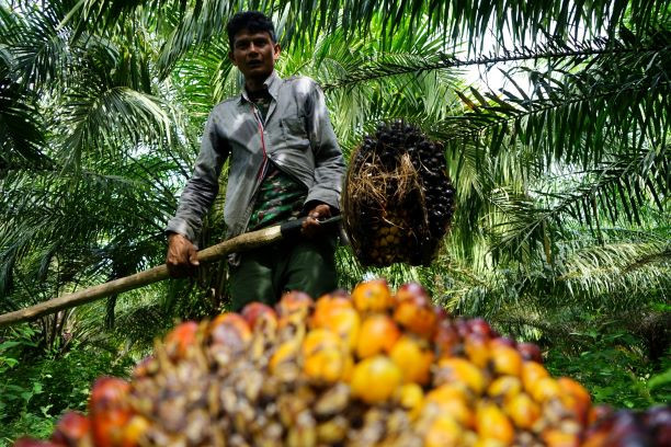 Key commodity: A farmer harvests oil palm fresh fruit bunches on May 23, 2022, at a plantation in Kuta Makmur, Aceh.