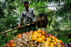 Indonesia to produce biomethane from palm oil in 2025