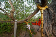 Buddhist monks look on as they stand near the Sri Maha Bodhi tree at the Sri Maha Bodhi temple in the north central town of Anuradhapura, Sri Lanka, on May 19, 2023. 
