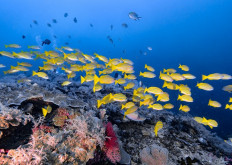 Transforming global ocean commitments into on-the-ground action