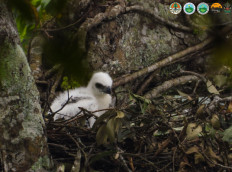 Javan hawk-eagle chick hatches in Bogor