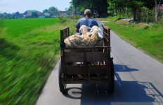 The economics of ‘qurban’ and efforts to address the income gap