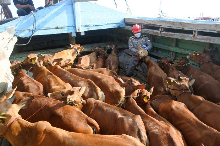 Cattle check: A quarantine officer inspects a herd of cattle on June 20 aboard the Barokah Jaya in Kalbut Port, Situbondo, East Java. The animals, which are being transported for Idul Adha (Day of Sacrifice), are priced at between Rp 20 million (US$1,329) and Rp 25 million per head.