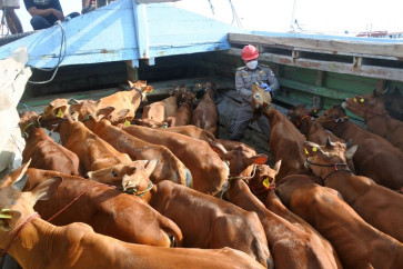 Livestock sacrifices continue to drop despite easing diseases