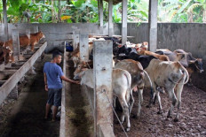 The challenge of ‘qurban’ management and farmers' well-being