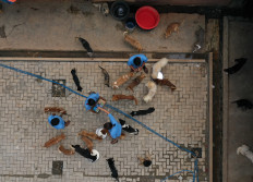 Puppy mills: Activists shed light on dark underbelly of pet breeding business