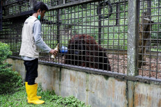 Ministry arrests man for trafficking orangutans