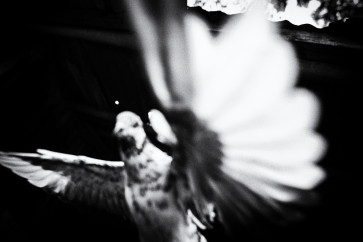 A dove flaps its wings on the banks of Ciliwung river in Rawajati, South Jakarta.