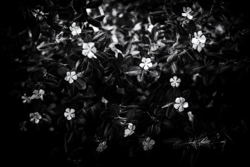 Flowers bloom during a class held by members of Sekolah Perempuan Ciliwung Rawajati.