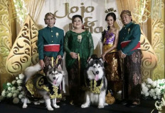 Owners say sorry after Jakarta lavish dog 'wedding' backlash