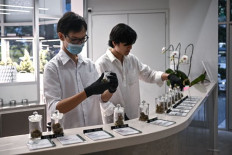 Is Indonesia ready for medical cannabis legalization?