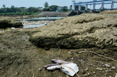 Dead fish pictured on a rock that appears to the surface in the Cisadane river, in Tangerang, Banten, on July 28 2023, as the water level decreased due to prolonged hot weather.