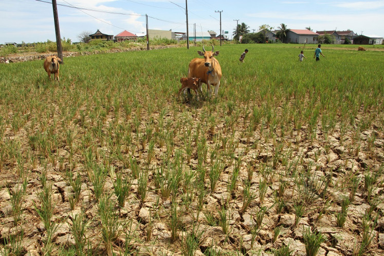 A boy passes through a drying rice field on June 25, 2023, in Pajukukang village, Maros regency, South Sulawesi. Some rice farmers in the region abandoned the crop after their crops failed due to the drought.