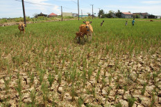 Experts warn of contagious outbreaks, health problems as El Niño returns