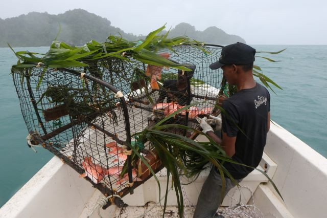 A local fisherman examines his catch on July 30, 2023 in the Indian Ocean near Lhok Paroy district in Aceh Besar regency, Aceh. Students at the School of Maritime and Fisheries at Syah Kuala University recommended the use of fish traps to improve fish quality and maintain industry sustainability.