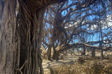 Carvings are seen on the historic Banyan tree seen on the aftermath of a wildfire in Lahaina, western Maui, Hawaii, US, on August 11, 2023. A wildfire that left Lahaina in charred ruins has killed at least 55 people, authorities said on August 10, making it one of the deadliest disasters in the US state's history. Brushfires on Maui, fueled by high winds from Hurricane Dora passing to the south of Hawaii, broke out August 8 and rapidly engulfed Lahaina.