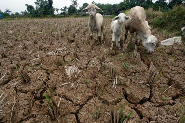 Parched land: Goats belonging to a local resident roam on a dried out rice field in Jonggol village, Bogor regency, West Java on Aug. 2, 2023. The Meteorology, Geophysics and Climatology Agency has forecast that El Nino weather phenomenon will affect 63 percent of the country’s territory this year.

