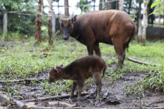 An adult lowland anoa (Bubalus depressicornis), an endangered species of buffalo endemic to Sulawesi, watches over her newborn calf at the Anoa Breeding Centre in Manado, North Sulawesi, in this file photo.