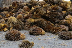 Malaysia's palm oil stocks hit 3-month high in May despite export boost