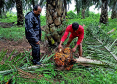 A worker checks a fresh fruit bunch of oil palm during harvest at a palm oil plantation in Khammam district in southern state of Telangana, India, July 12, 2022.