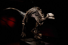 Dinosaur known as 'Barry' goes on sale in rare Paris auction