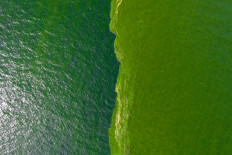 An aerial view of green sea water caused by plankton bloom known to kill marine life, at Chonburi's coastline, Thailand, September 14, 2023.
